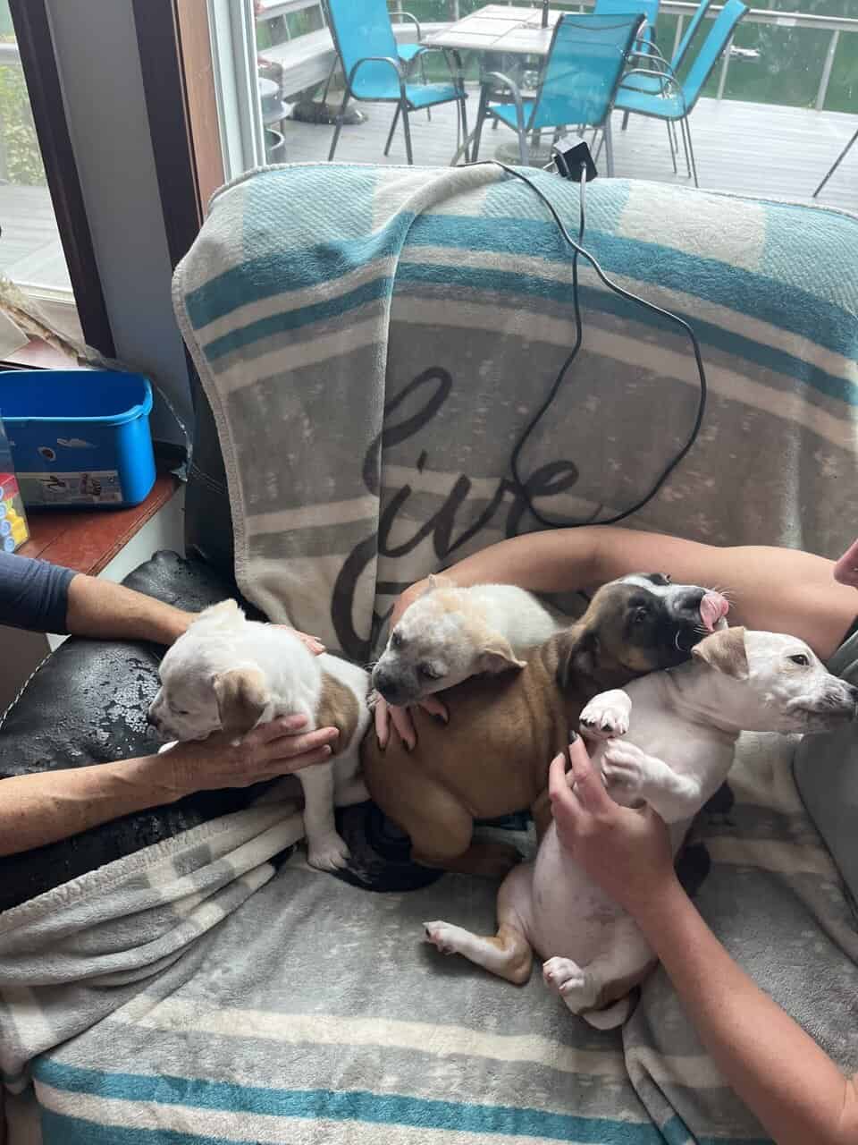 Pocket American Bully Mix Puppies image 6