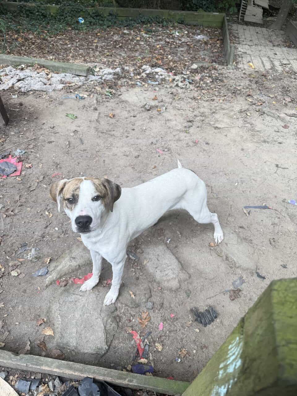 Hound Mix Puppy image 1