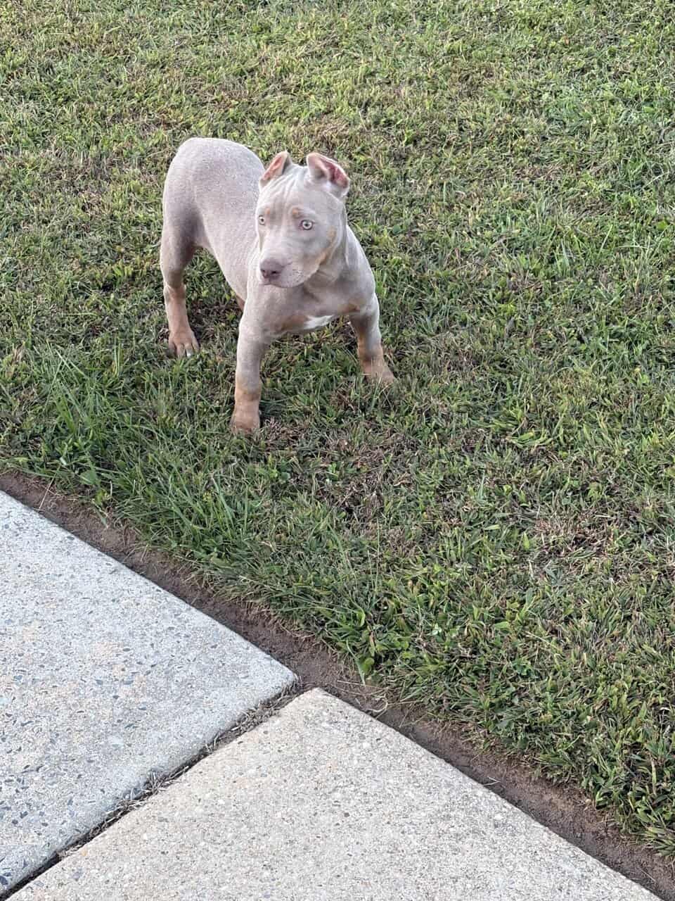 ABKC Lilac Tri Pocket Bully image 4
