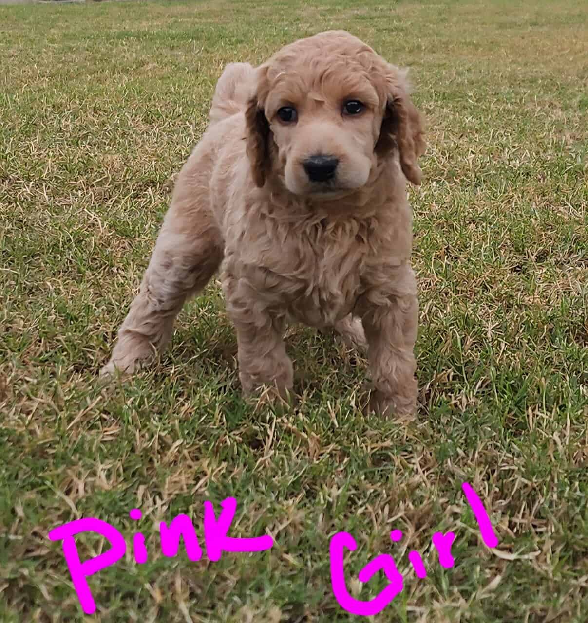 AKC Standard Poodle puppies image 7