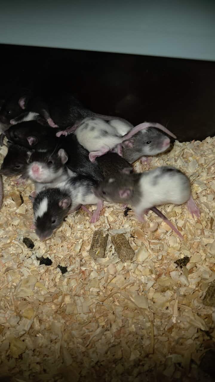 Baby Rats for sale image 1