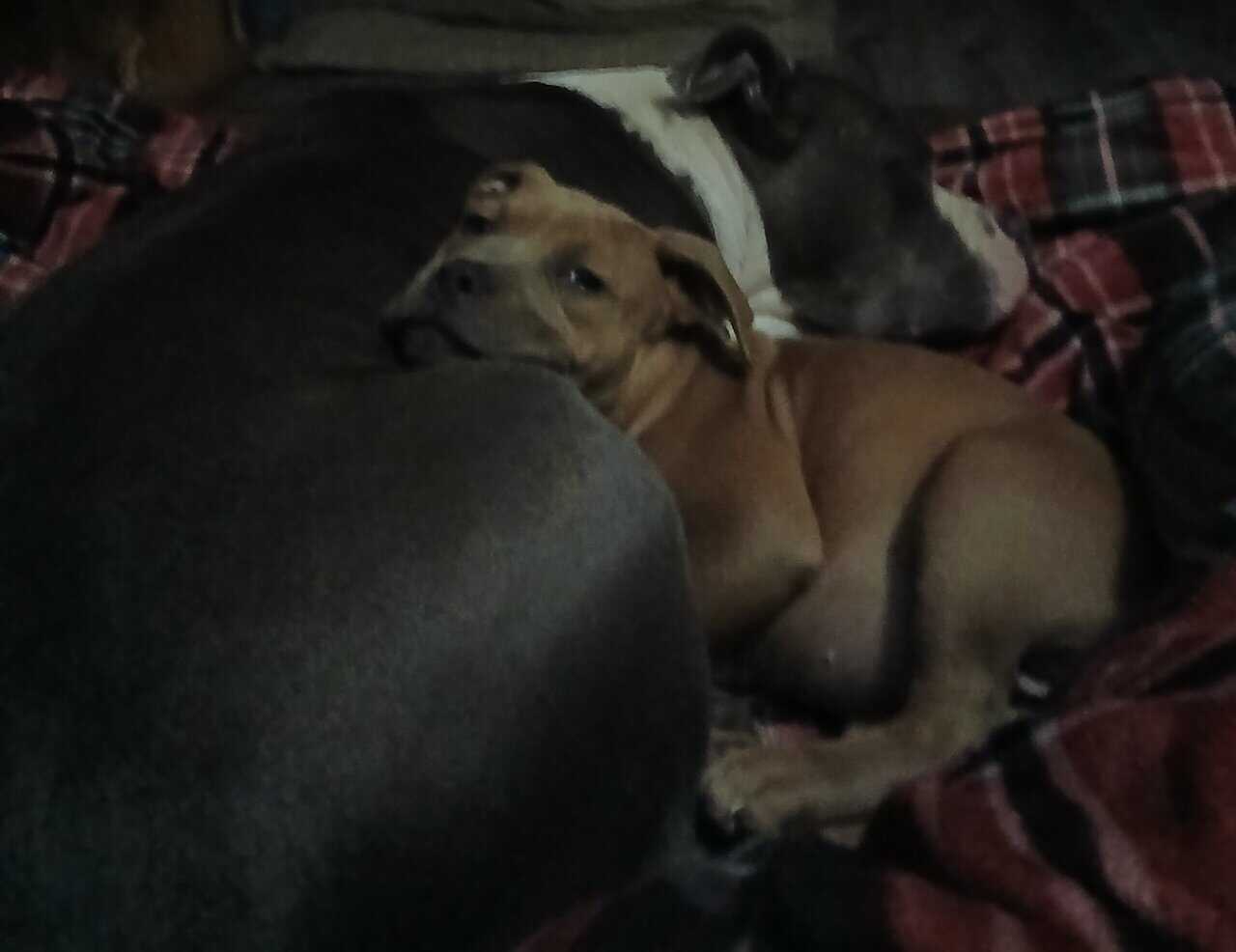 Rehoming Rosey image 1