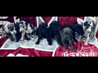 Great Dane puppies