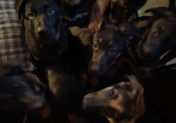 German shepherd puppies AKC