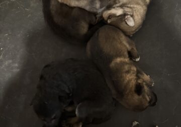 German Shepherd Puppies