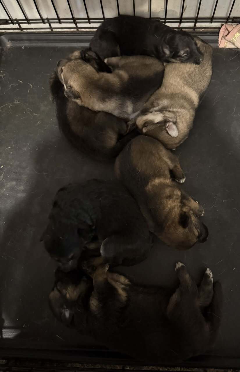 German Shepherd Puppies image 1