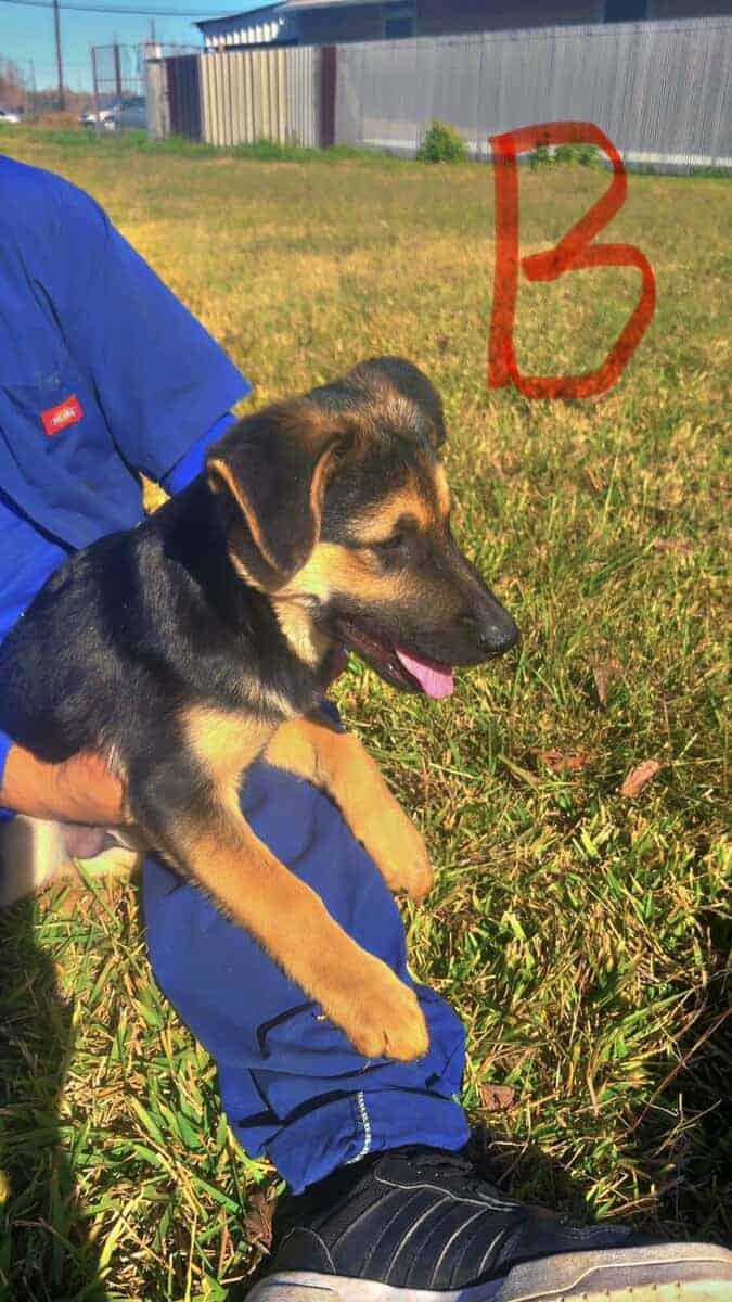 German Shepherd Puppies 4 sale SOON image 5