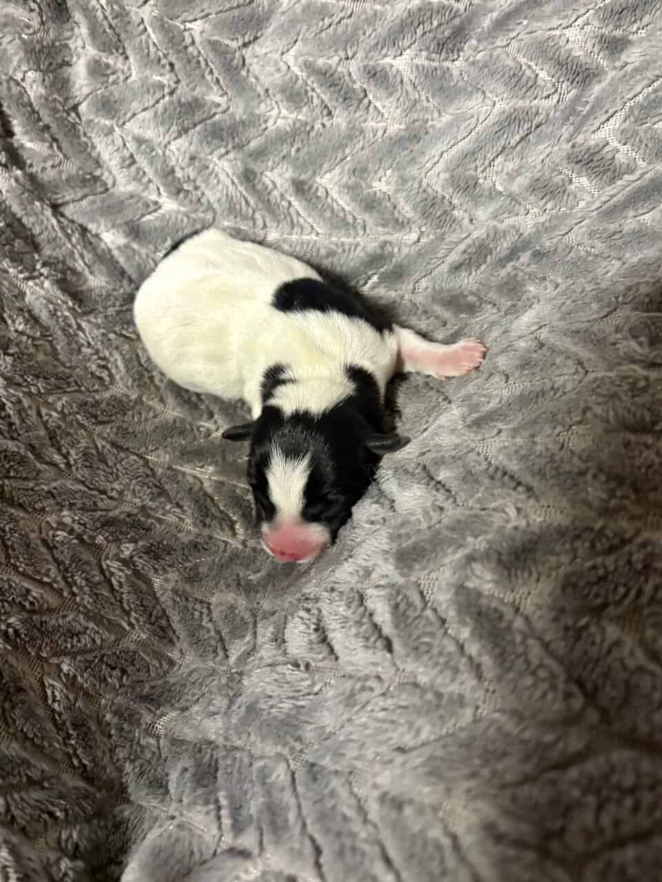 Rat terrier pups image 3