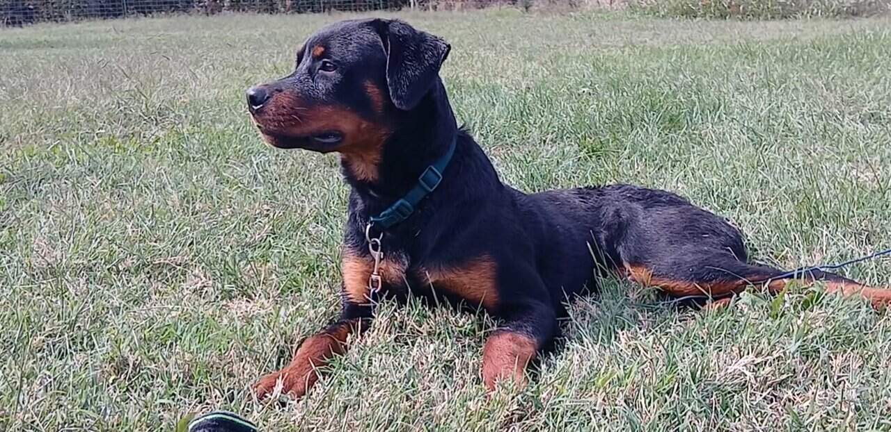Male German Rottweiller image 3