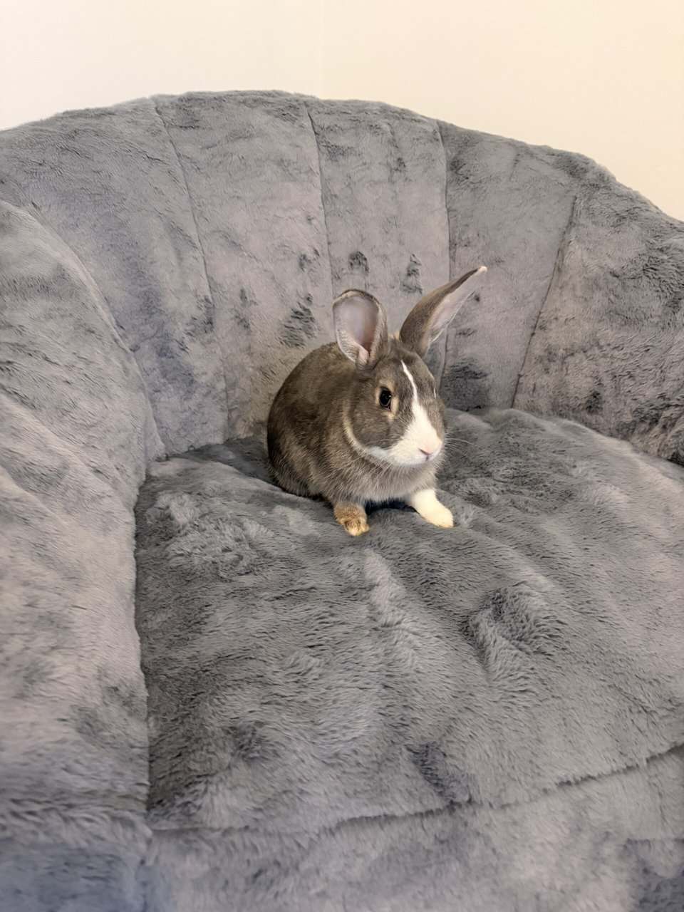 Rehoming Cuddly Bunny!! image 4