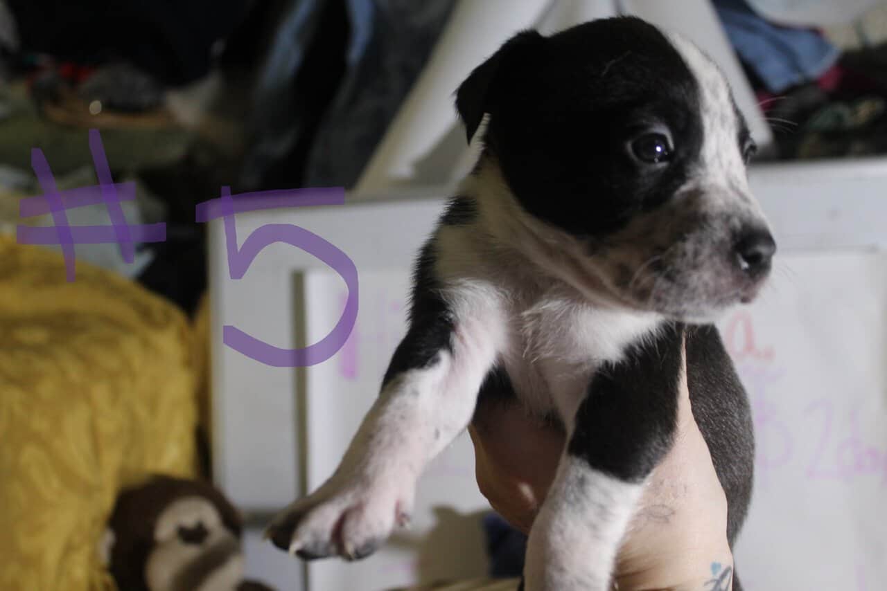 Lab & Pit mix Ready for their fur ever Homes Nov18 image 7