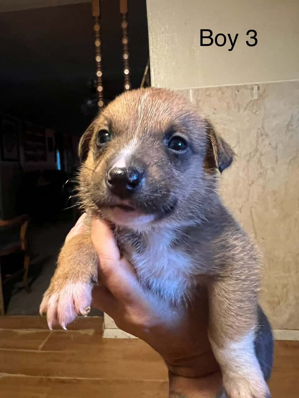 Ranch Pup -Boy 3 image 4