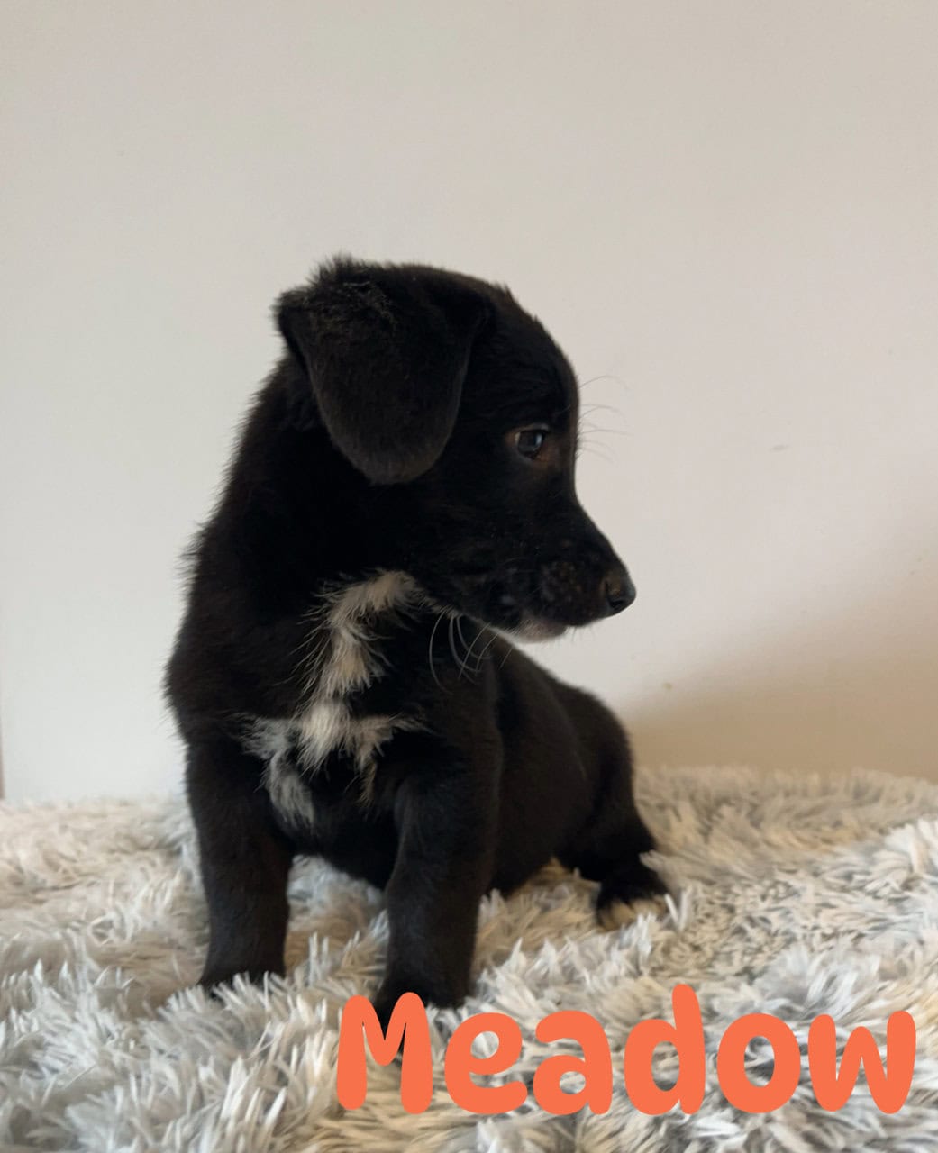 Corgi x Labrador image 4
