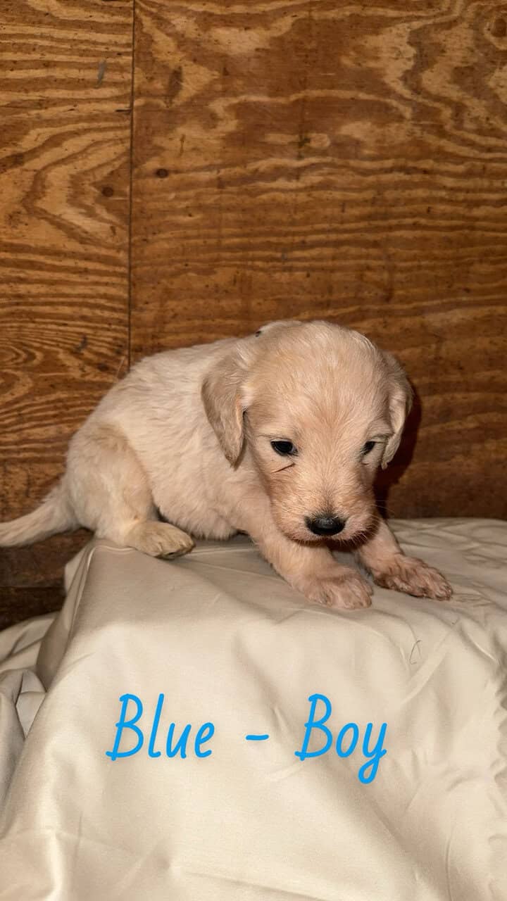 F1 Goldendoodle Puppies image 11
