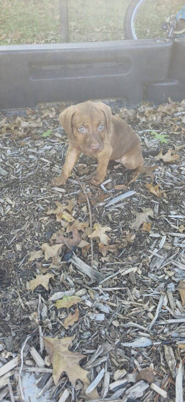 Puppy free image 3