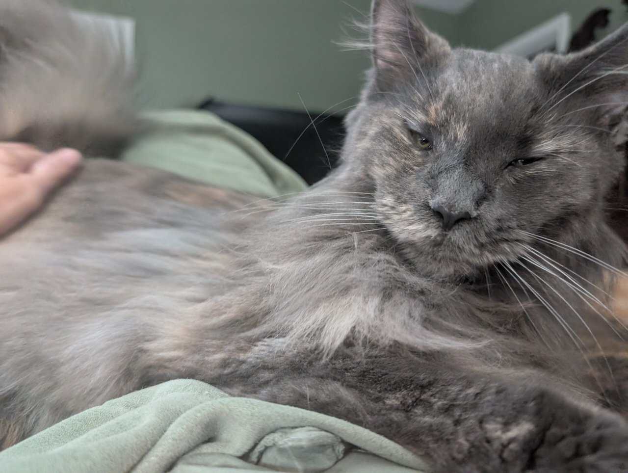 Blue cream Maine coon image 4