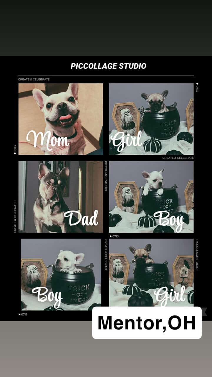 French bulldog puppies image 1
