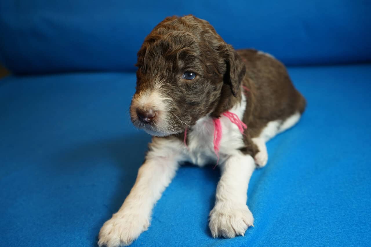 Beautiful Goldendoodle puppies image 5