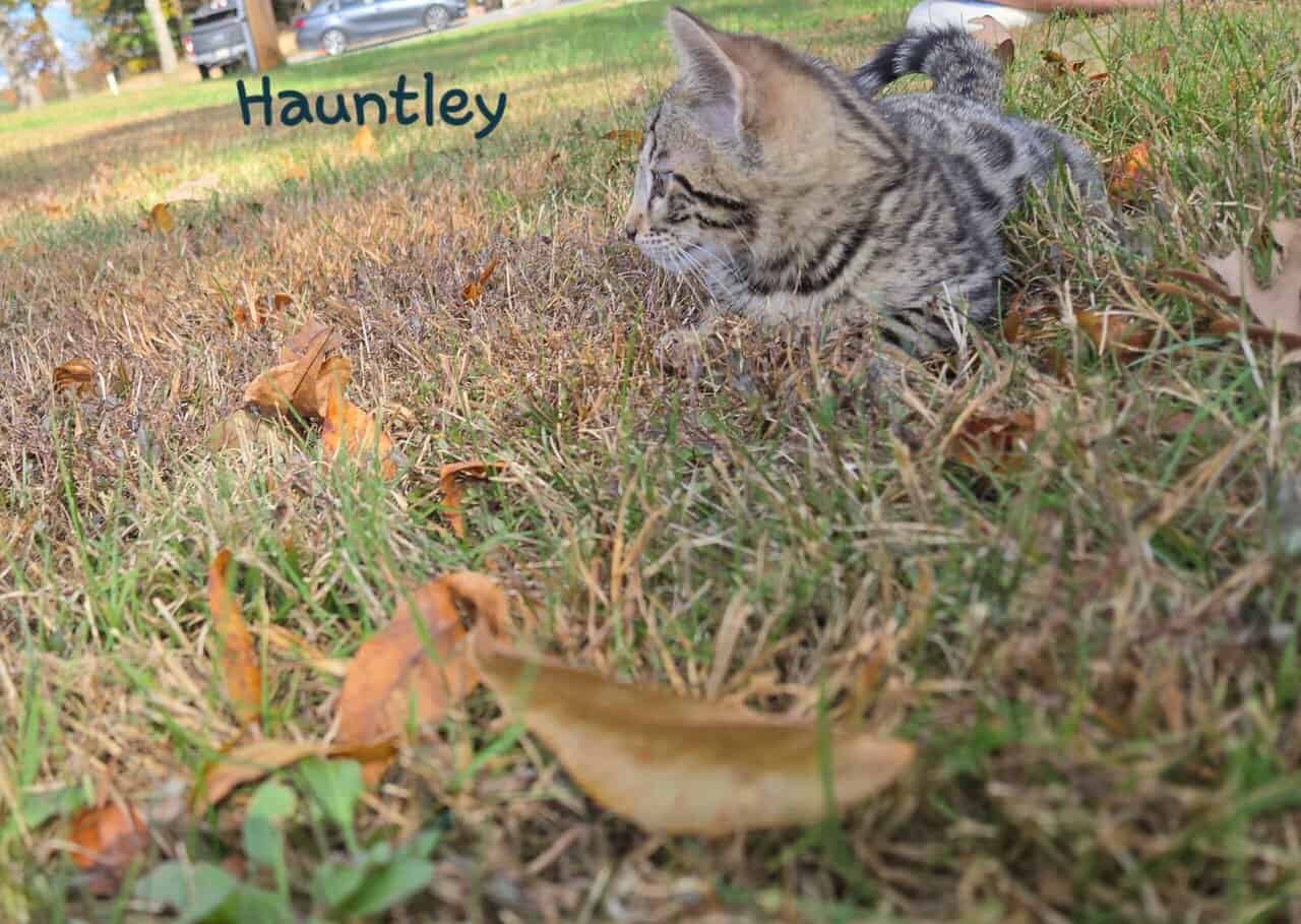 Hauntley image 1