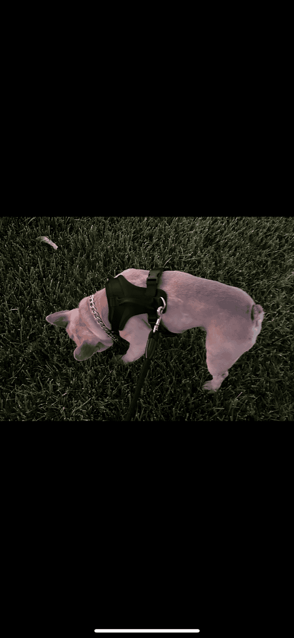 Frenchie Bulldog image 2