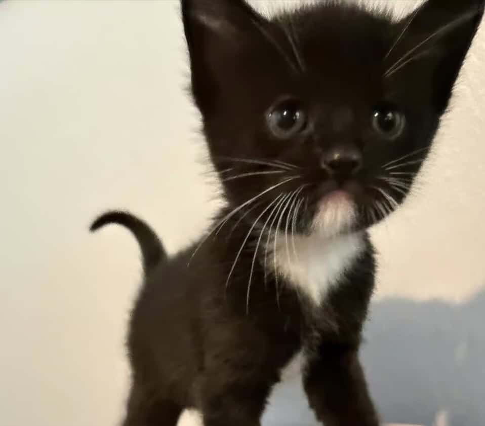 Kittens FOR FREE image 1