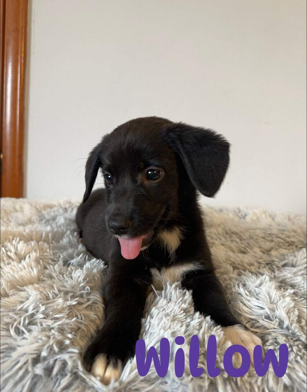 Corgi x Labrador image 5