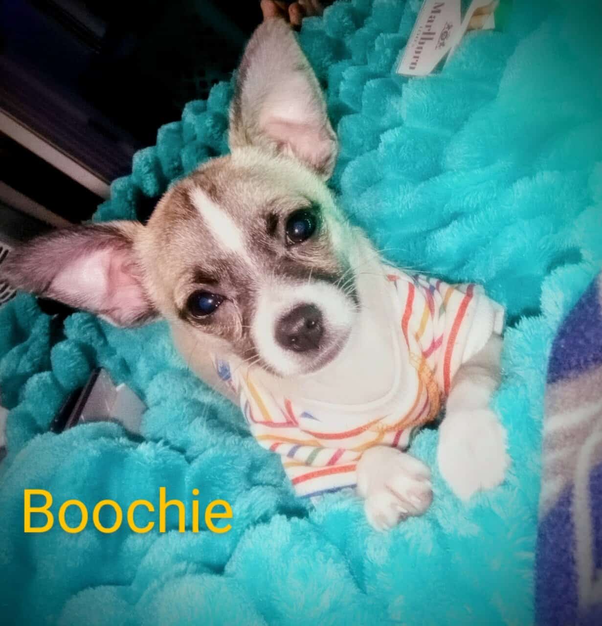 Deerhead Chihuahua 1 yr. Old Male (Boochie) image 12
