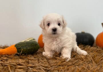 Meet Bear — Our Little Polar Bear!