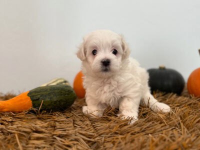 Meet Bear — Our Little Polar Bear!