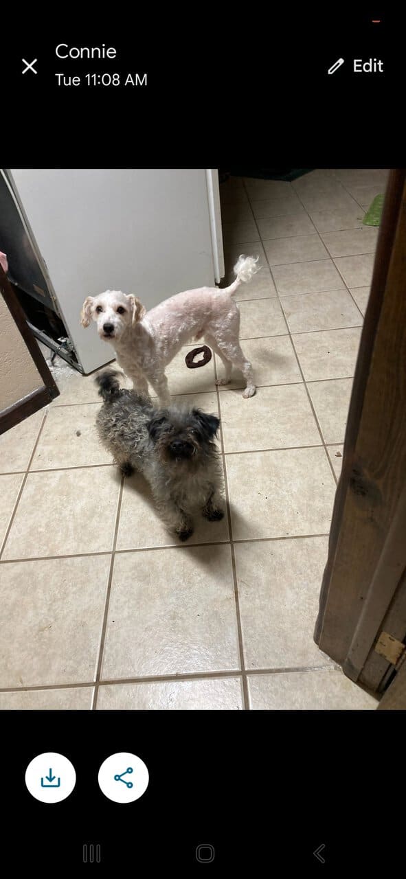 Female yorkiepoo and a male minature poodle image 1