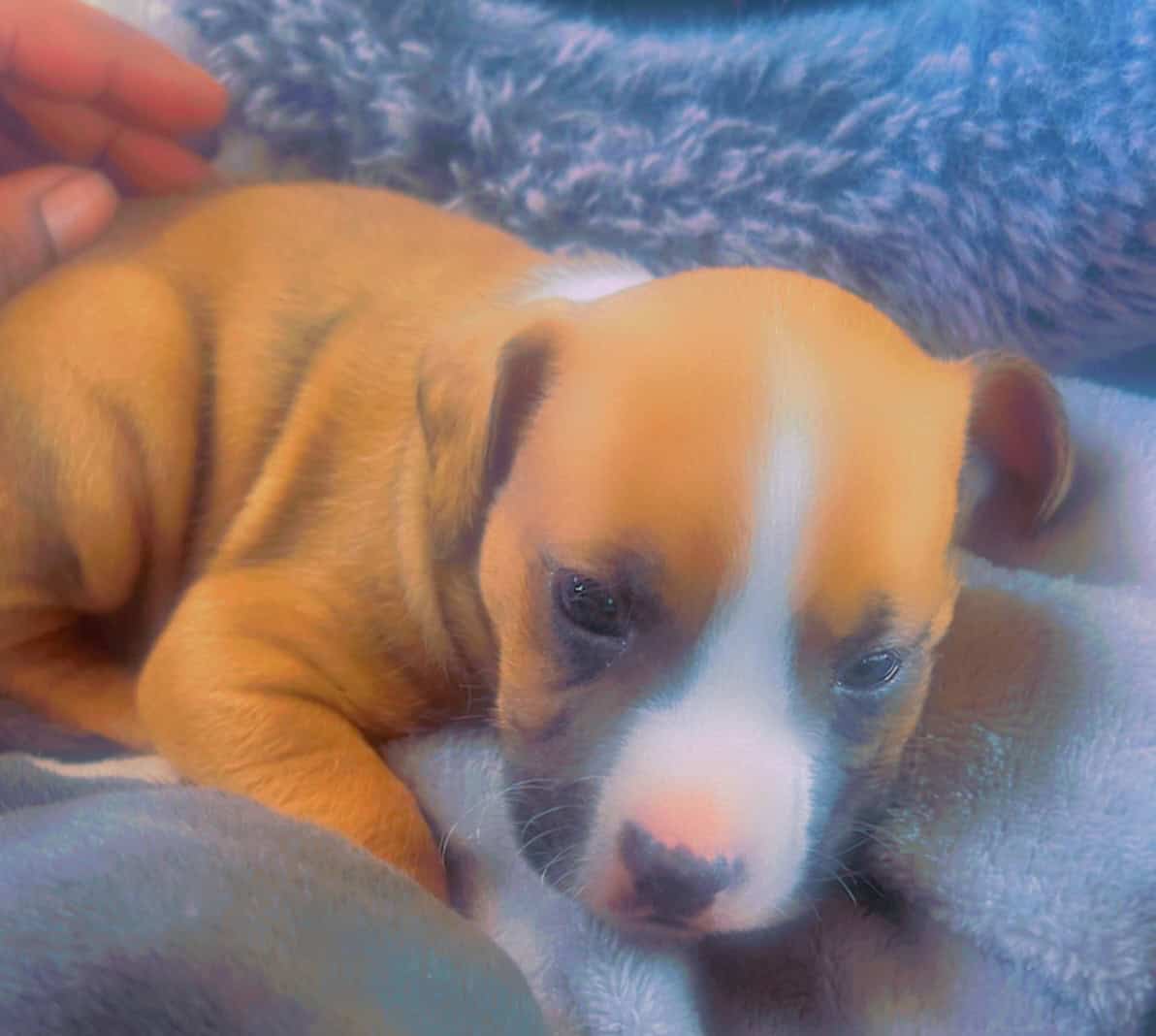 Rottweiler Blue nose pittbull image 1