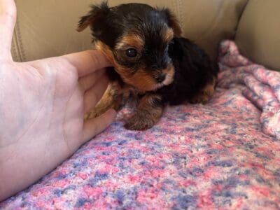 Female Yorkie- looking for forever home 🩷