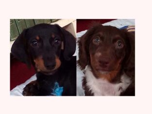 Dashund puppies