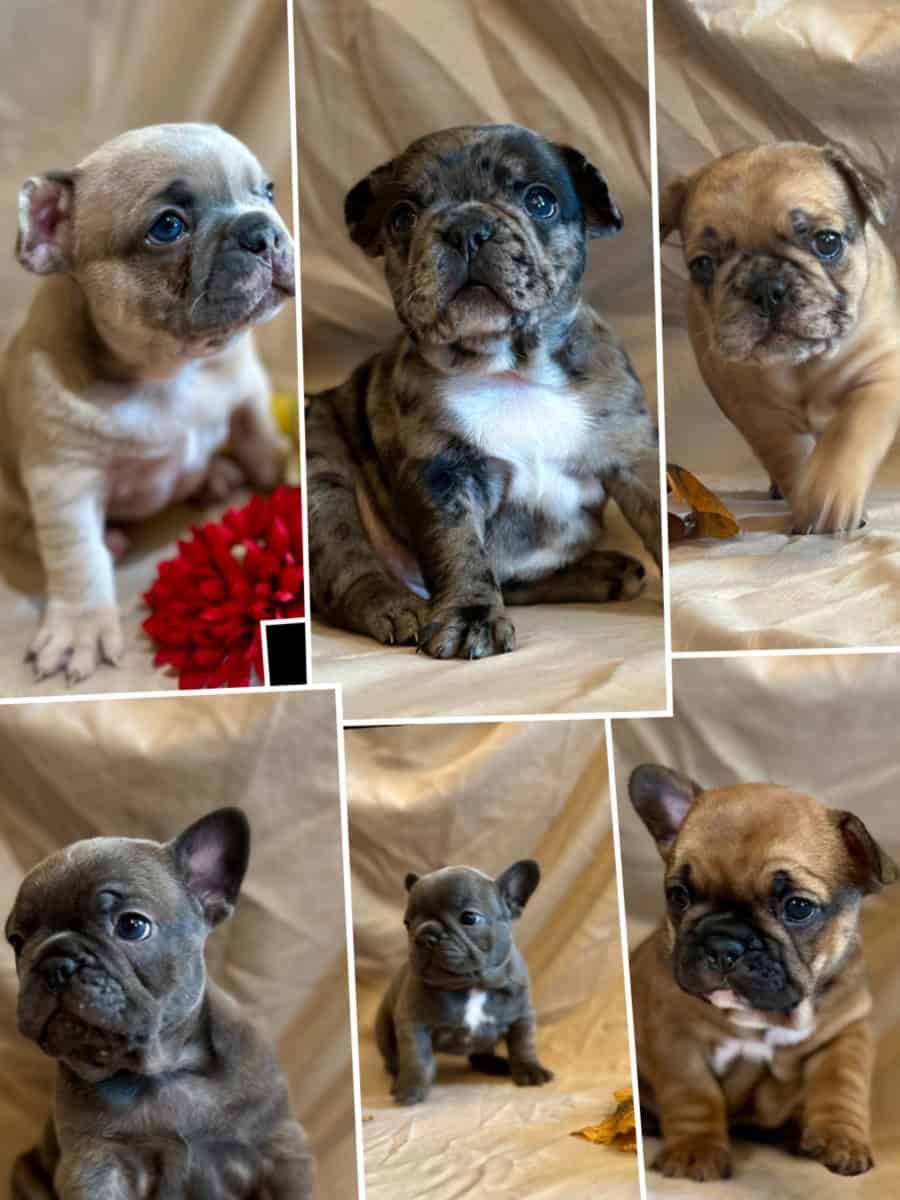 Frenchie image 11