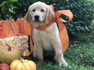 Akc female golden retriever puppy