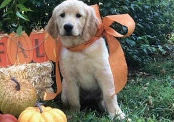 Akc female golden retriever puppy