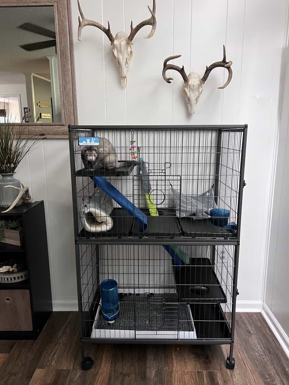 Re-homing my ferret image 3