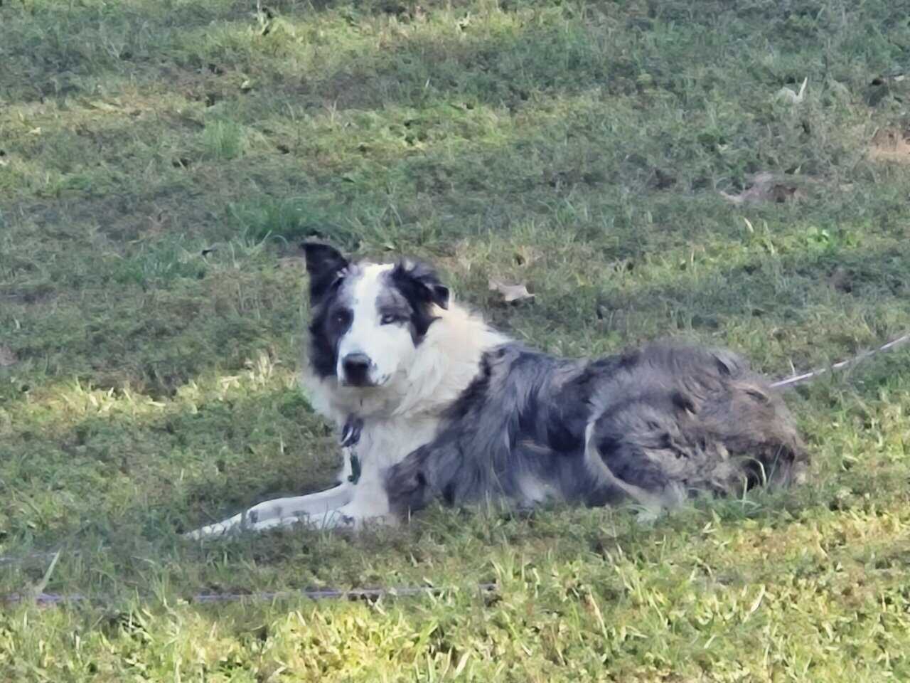 Australian Shepherd image 1