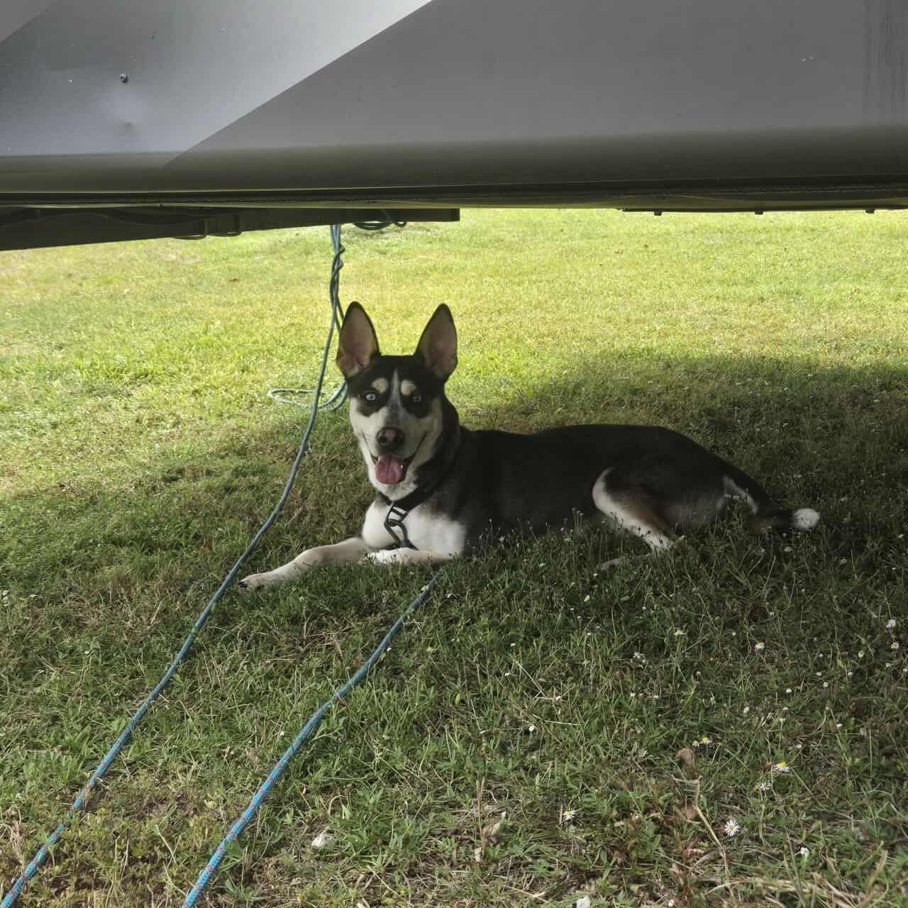 ShinerBock is looking for a forever home image 6