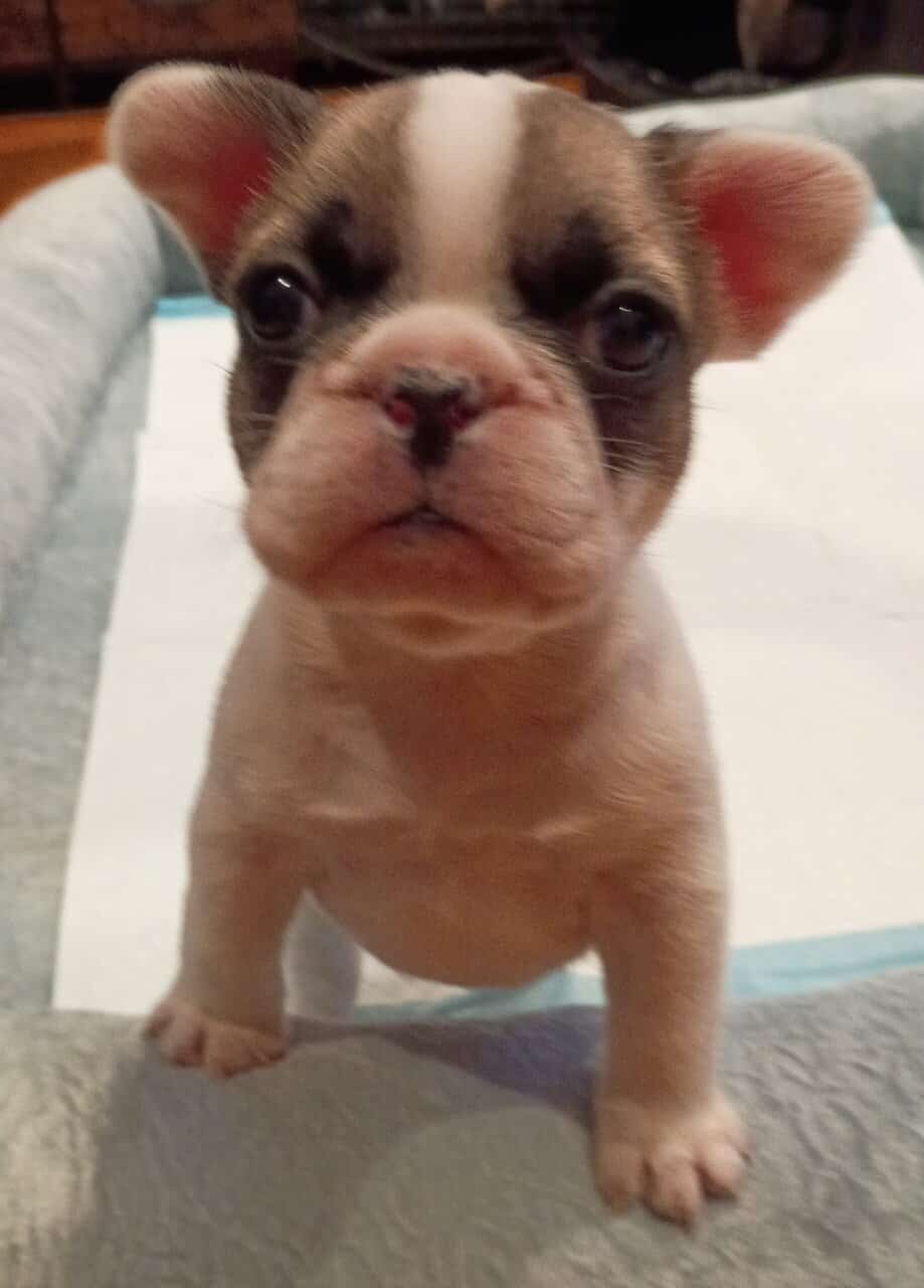 Gorgeous French Bulldog Puppies image 5