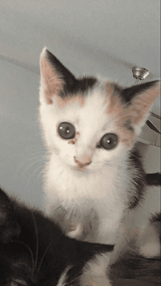 Rehoming cats image 3
