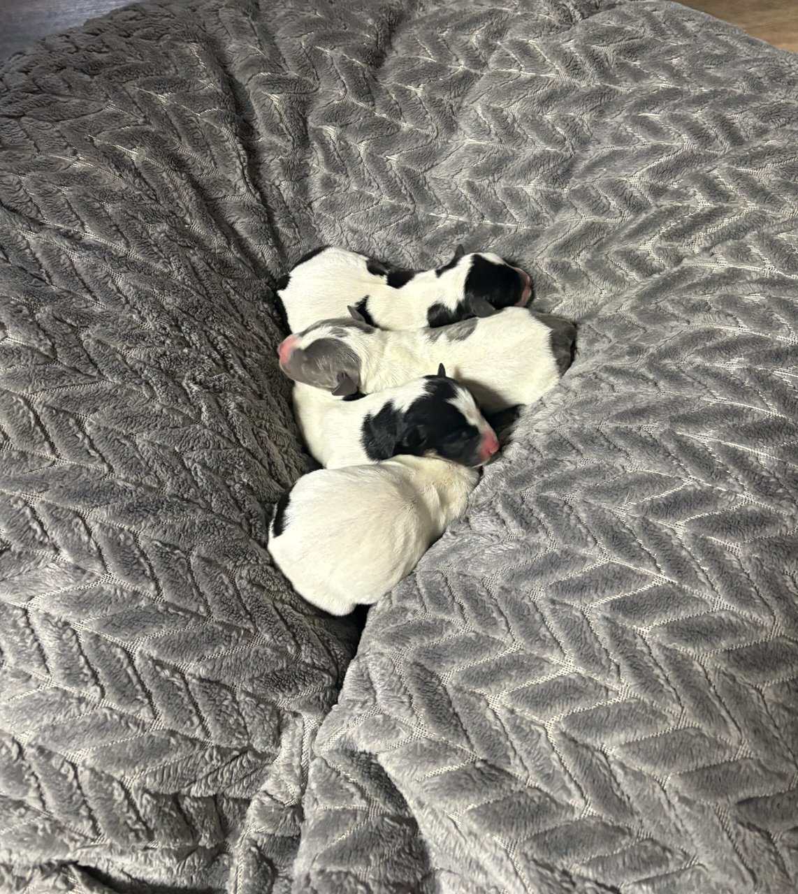 Rat terrier pups image 1