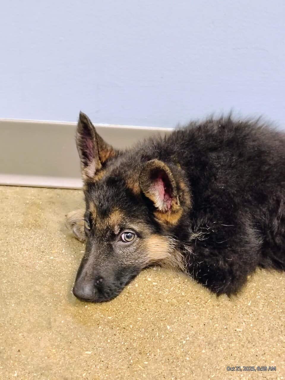 AKC German Shepherd puppies, 5 boys, 10wks image 6