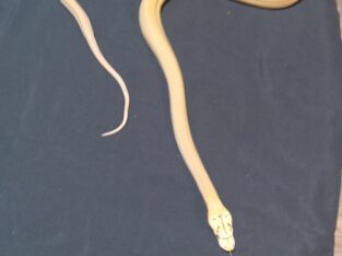 Platinum Carmel albino motley child