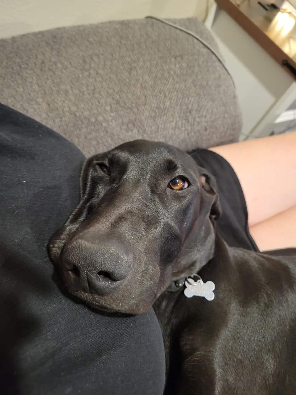 GSP/ Weimaraner mix image 2
