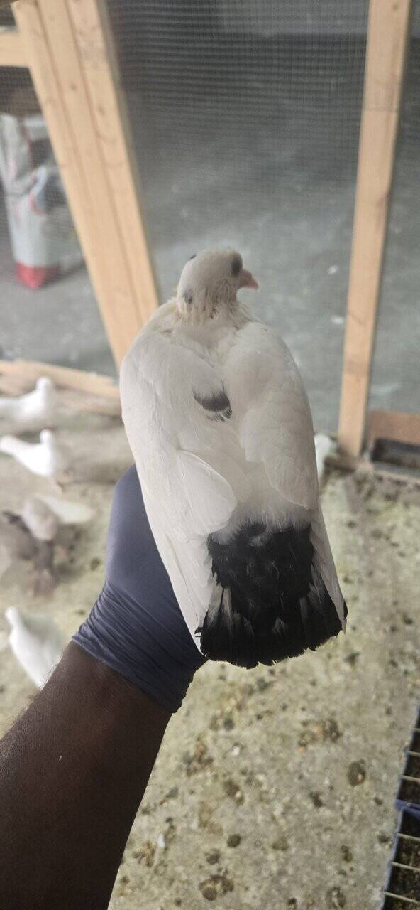 Pigeons image 6