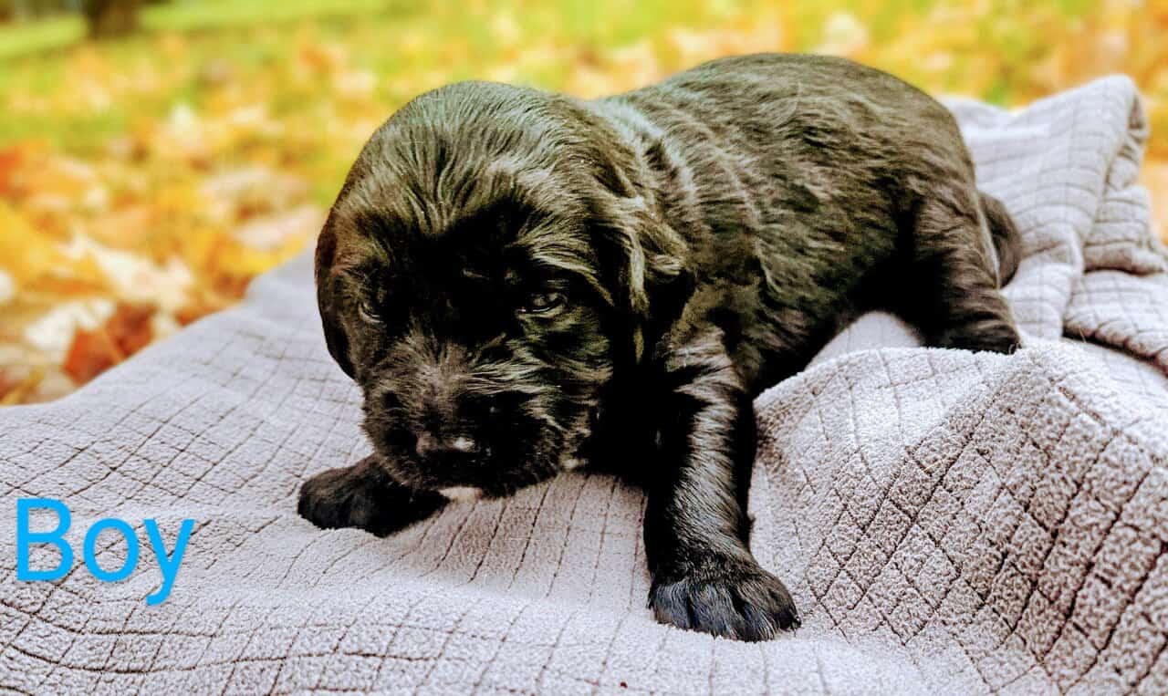 Goldendoodle puppies - take home nov 29 image 7