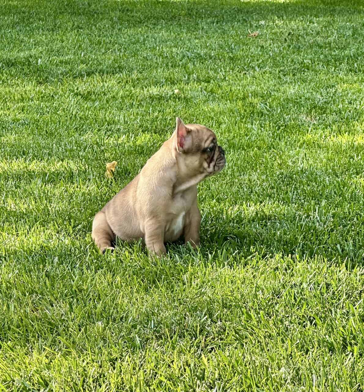 Frenchie image 6