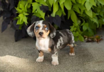 AKC Mini dachshund male puppy in Indiana (Ollie)