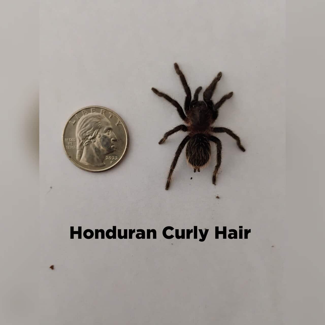 Tarantula slings for sale 🕷️ image 1